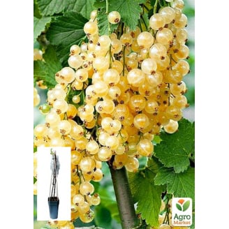 LMTD Смородина White Hollander (сортовая, укорененная)