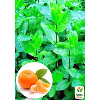 М'ята Мандаринова Menta Thahi