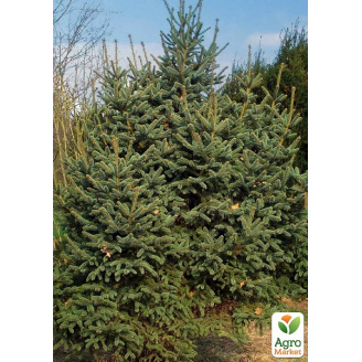 Ялина Цихнайська товстоїгла Picea Crassifolia (горщик P9)