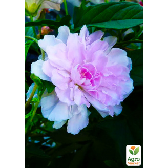 Калистегия махровая вьющаяся (Calystegia hederacea Flore Pleno) (корневище)