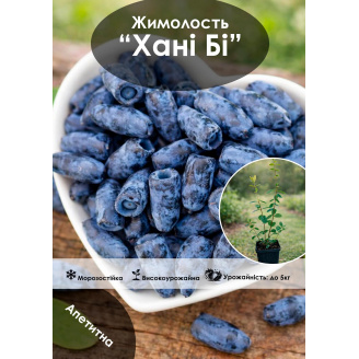 Эксклюзив! Жимолость Honey Bee (Хани Би) (высокоурожайный, крупноплодный сорт)