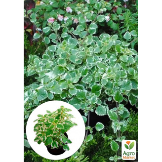 Плектрантус ампельний Marginatus
