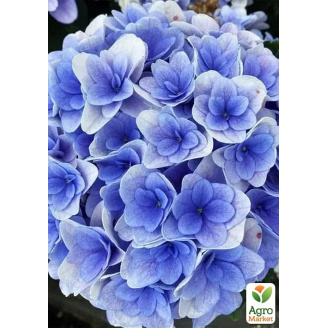 Гортензия крупнолистная Florentina Blue