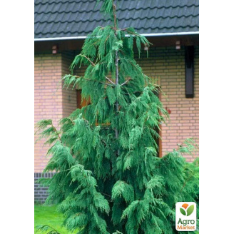 Кипарис Гималайский (Cupressus Torulosa) контейнер Р9