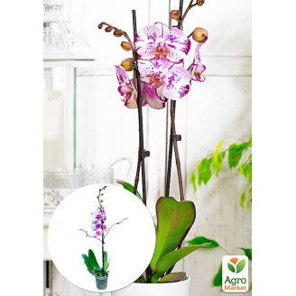 Орхідея (Phalaenopsis) Magic Art