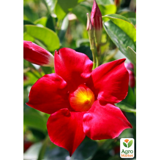 Дипладенія (Mandevilla) Classic Early Scarlet (квітуча ліана)