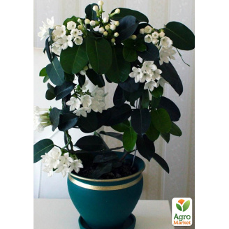 Стефанотис Stephanotis
