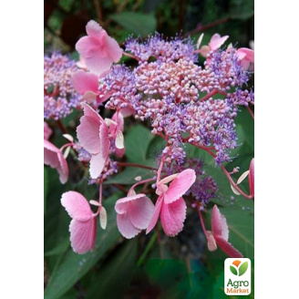 Эксклюзив! Гортензия шершавая Ароматный букет (Aromatic Bouquet) (морозостойкий сорт)