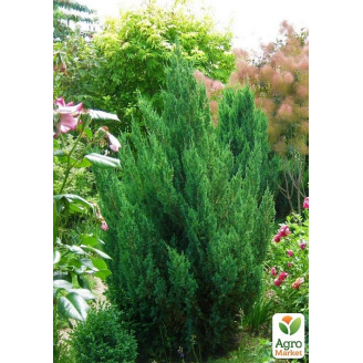 Можжевельник китайский Stricta горшок P9