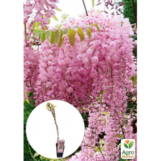 LMTD Вістерія (гліцинія) Floribunda Rosea 2-річна (висота 50-70см)