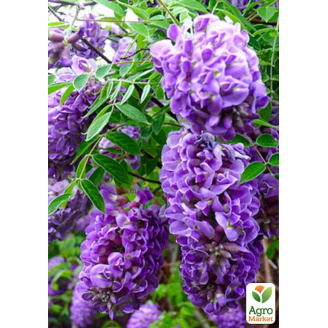LMTD Вістерія (гліцинія) Longwood Purple 2-річна (висота 50-70см)