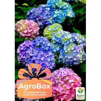 Ексклюзив! AGROBOX із саджанцем гортензії дивовижної краси
