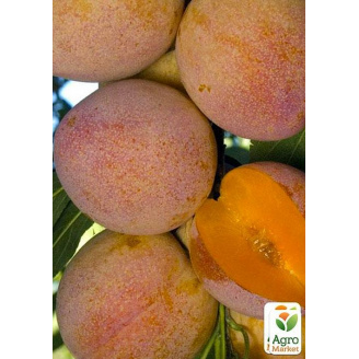 Слива Суперіор (літній сорт, середній термін дозрівання)