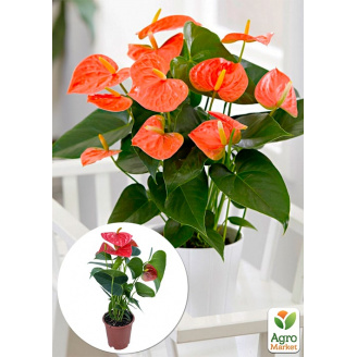 Антуріум (Anthurium) Prince of Orange