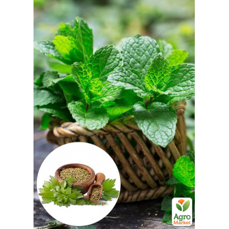 М'ята Коріандрова Mentha gracilis