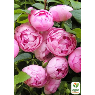 Троянда в контейнері поліантова Morsdag Pink (саджанець класу АА+)