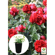 Роза в контейнере парковая Red Eden Rose (саженец класса АА+)