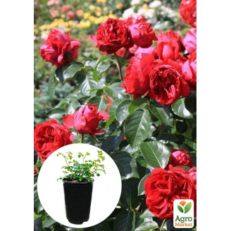 Роза в контейнере парковая Red Eden Rose (саженец класса АА+)