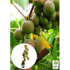 LMTD Актинидия Kolomikta (красивый, женский сорт, укорененный)