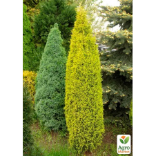 Ялівець звичайний Gold Cone (кім/сітка) висота 100-110см