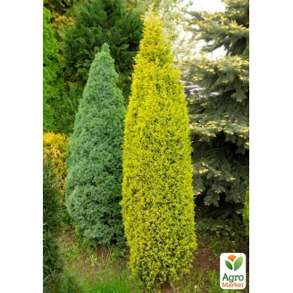 Ялівець звичайний Gold Cone (кім/сітка) висота 100-110см