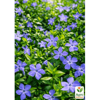 Барвинок большой Vinca Major (эффектный почвопокровный многолетник)