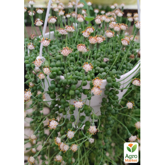 Крестовник Роули (Senecio Rowleyanus)
