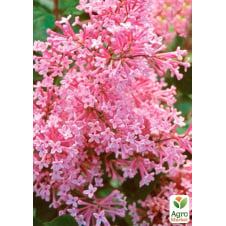 Сирень инвитро Пинк Парфюм (Pink Parfum) вазон С2