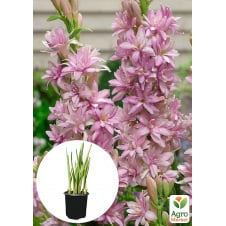 Тубероза Pink Sapphire (укорінена в горщику Р8)