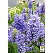 Котовник Cat`s Pajamas nepeta faassenii (вазон С1,5)