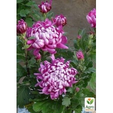 Хризантема великоквіткова Cosmo Purple