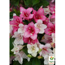 Вейгела Марджори (Weigela Florida)