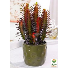 Эуфорбия Тригона Rubra (P12 высота 15-25см)