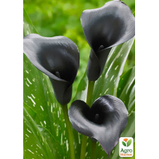 Калла Black Memory (C1,5, висота 20-40 см)