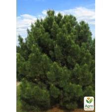 Сосна крымская 2-летняя (Pinus nigra pallasiana) C1.5 высота 30-40 см