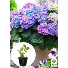 Гортензия крупнолистная 2-летняя Early Blue, высота саженца 20-40 см