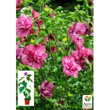 Гибискус сирийский Magenta Chiffon C2, высота 45-70 см