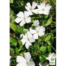 Барвинок малый белый Alba Vinca minor, контейнер С2
