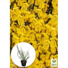 Рокитник Golden Sunlight (Cytisus) у горщику C3