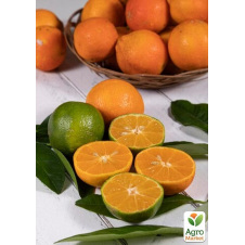 Лайм Рангпур (Citrus Limetta di Rangpur) вазон Р9