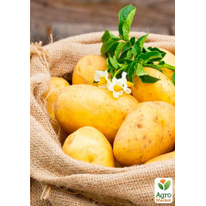 Картопля насіннєва Раномі рання (1-ша репродукція) 1 кг