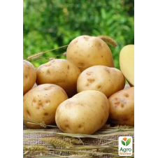Картопля насіннєва Рів'єра ультрарання (1 репродукція) 10кг