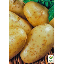 Картопля насіннєва Раномі рання (1-ша репродукція) 5 кг