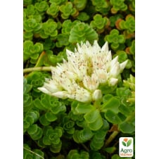 Очиток хибний Album Superbum (Sedum spurium Album Superbum)