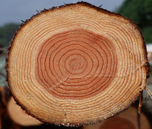 Строение и свойства древесины