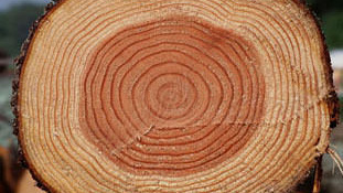 Строение и свойства древесины