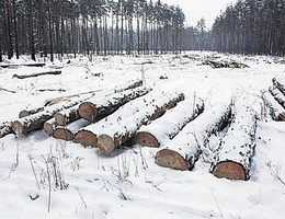 Лес под Киевом вырубят оправдываясь мифической «кремниевой долиной»?