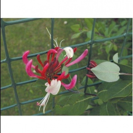 Сетка для декоративного ограждения Tenax Королла 42x42 мм 1x30 м зеленая