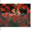 Сетка для декоративного ограждения Tenax Квадра 10x10 мм 1x50 м зеленая Житомир