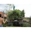 Расчистка участка от деревьев и кустов Киев